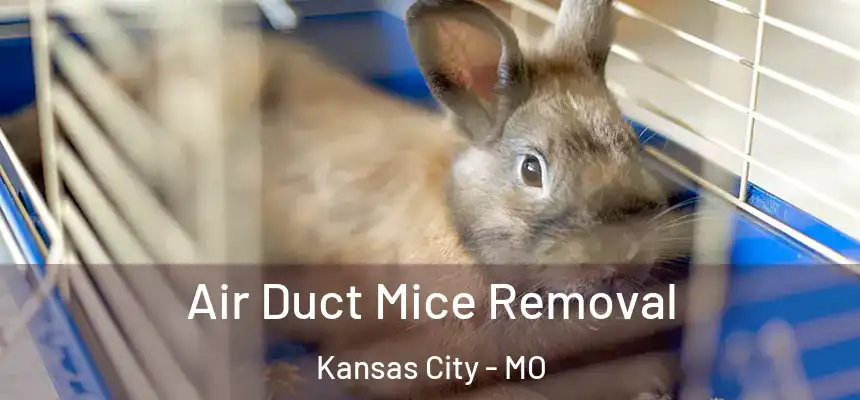  Air Duct Mice Removal Kansas City - MO